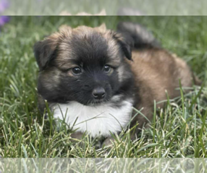 Pembroke Welsh Corgi-Pomeranian Mix Dogs for adoption in Anchorage, AK, USA