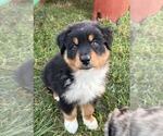 Small #10 Australian Shepherd