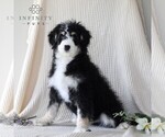 Small Photo #4 Bernedoodle (Miniature) Puppy For Sale in GORDONVILLE, PA, USA