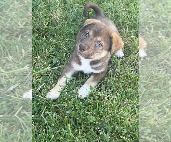 Medium Photo #1 Akita-Siberian Husky Mix Puppy For Sale in Banning, CA, USA