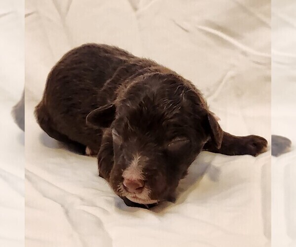 Medium Photo #9 F2 Aussiedoodle Puppy For Sale in COLUMBIA, TN, USA