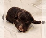 Small #8 F2 Aussiedoodle