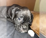 Small #5 Boxer
