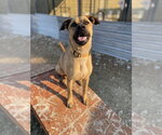 Small Photo #13 Black Mouth Cur-Boxer Mix Puppy For Sale in Foristell, MO, USA