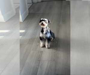 Mother of the Schnauzer (Miniature) puppies born on 01/11/2026