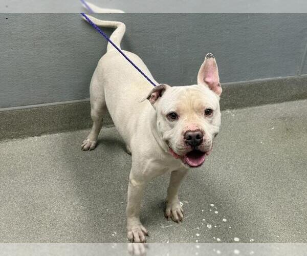 Medium Photo #1 American Pit Bull Terrier-Unknown Mix Puppy For Sale in Las Vegas, NV, USA
