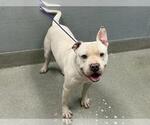 Small American Pit Bull Terrier Mix