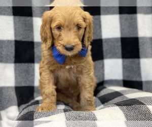 Goldendoodle (Miniature) Puppy for sale in LAKELAND, FL, USA