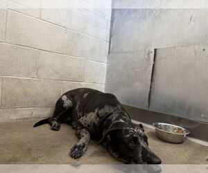 Catahoula Leopard Dog-Unknown Mix Dogs for adoption in San Bernardino, CA, USA