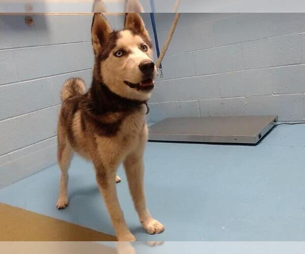 Medium Photo #1 Siberian Husky Puppy For Sale in Moreno Valley, CA, USA
