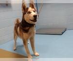 Small Siberian Husky