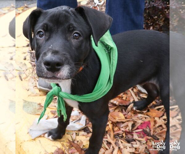 Medium Photo #2 Labrador Retriever-Retriever  Mix Puppy For Sale in Washington, DC, USA