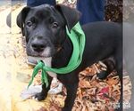Small #1 Labrador Retriever-Retriever  Mix
