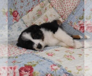 Miniature Australian Shepherd Puppy for sale in HARRISON, OH, USA