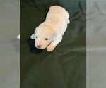 Puppy Adora Belle Coton de Tulear