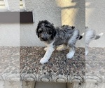 Small #1 Bernedoodle
