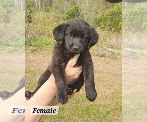 Medium Photo #2 Labrador Retriever-Unknown Mix Puppy For Sale in Royal Palm Beach, FL, USA