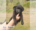 Small #1 Labrador Retriever Mix