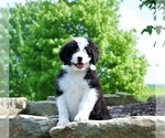 Small Photo #5 Aussie-Poo-Aussiedoodle Mix Puppy For Sale in RITTMAN, OH, USA