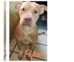 Small American Pit Bull Terrier Mix