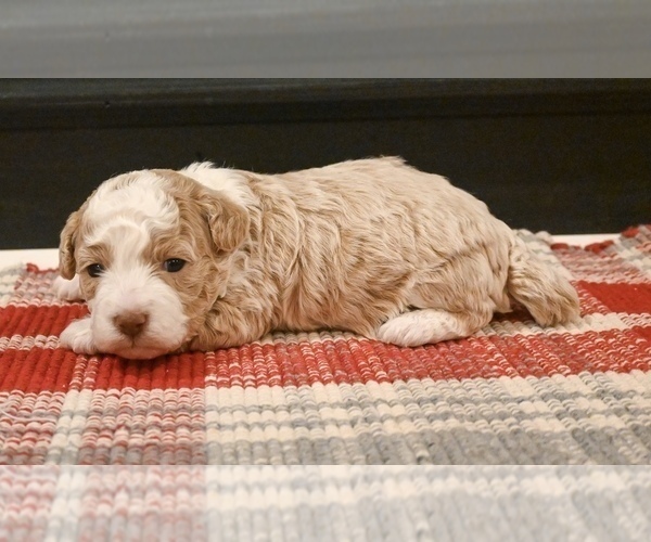 Medium Photo #5 Havapoo Puppy For Sale in GUTHRIE, KY, USA