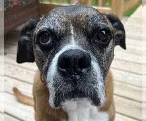 Boxer-Unknown Mix Dogs for adoption in Canton, CT, USA