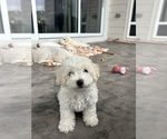 Puppy Ralphie Bichon Frise