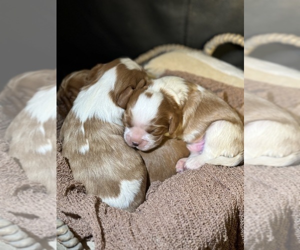 Medium Photo #2 Cavalier King Charles Spaniel Puppy For Sale in ALBUQUERQUE, NM, USA