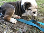 Small Photo #10 Bulldog Puppy For Sale in BELVILLE, NC, USA