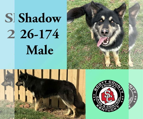 Medium Photo #1 Gerberian Shepsky Puppy For Sale in Georgetown, KY, USA