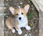 Puppy Mick Pembroke Welsh Corgi