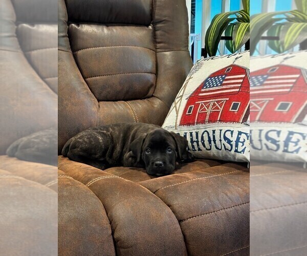 Medium Photo #5 Cane Corso Puppy For Sale in REEVESVILLE, SC, USA