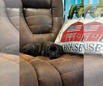 Small #4 Cane Corso