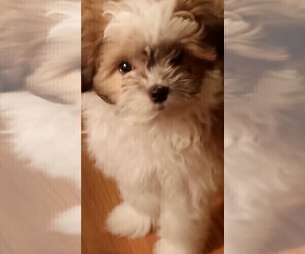Medium Photo #1 ShihPoo Puppy For Sale in HASTINGS, MN, USA