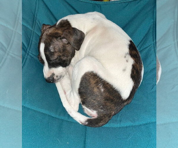 Medium Photo #3 Staffordshire Bull Terrier-Unknown Mix Puppy For Sale in Aurora, CO, USA