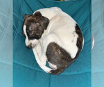 Small #2 Staffordshire Bull Terrier Mix