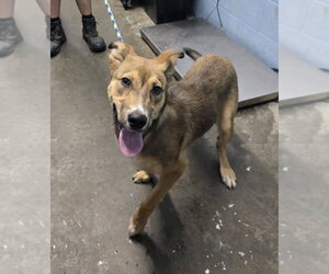Elphaba - Female Mutt Dog for Adoption - Photo #3