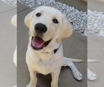 Small Photo #10 Labrador Retriever Puppy For Sale in PLANO, TX, USA