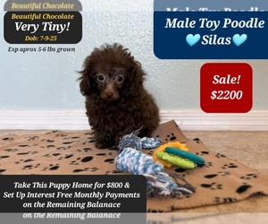 Poodle (Toy) Puppy for sale in TUCSON, AZ, USA