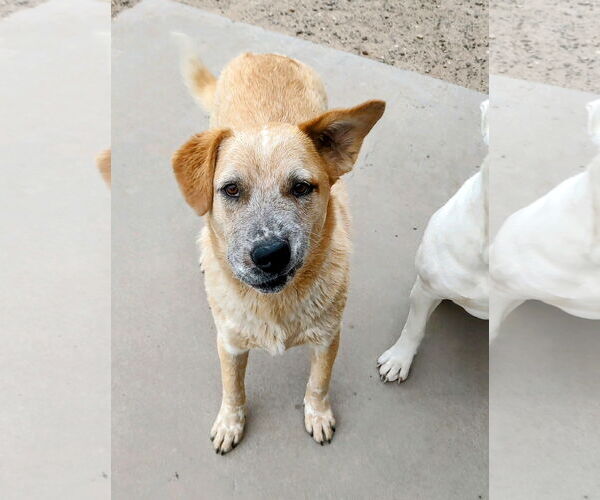Medium Photo #4 Labrador Retriever-Red Heeler Mix Puppy For Sale in Pena Blanca, NM, USA