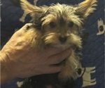 Small #17 Yorkshire Terrier