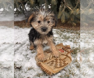 Morkie Puppy for sale in MIDDLEBURY, IN, USA