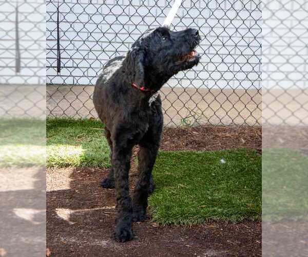 Medium Photo #5 Poodle (Standard)-Retriever  Mix Puppy For Sale in Kennesaw, GA, USA