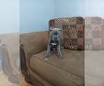 Small #2 Cane Corso