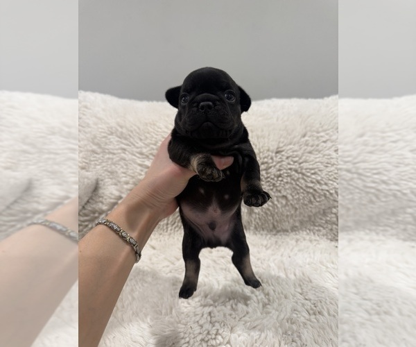 Medium Photo #11 French Bulldog Puppy For Sale in KALISPELL, MT, USA