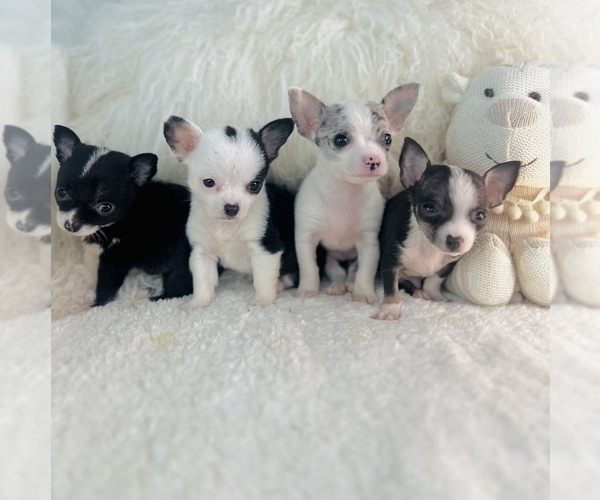 Medium Photo #18 Pomeranian Puppy For Sale in FT LAUDERDALE, FL, USA