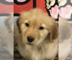 Golden Retriever Puppy for sale in CHESTERFIELD, MI, USA