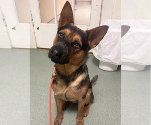 German Shepherd Dog-Unknown Mix Dogs for adoption in Oakhurst, NJ, USA