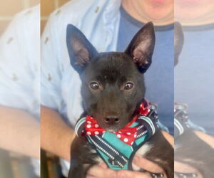 Chihuahua-Unknown Mix Dogs for adoption in Mount Laurel, NJ, USA