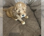 Litter of 6 - Male(s) and Female(s) Goldendoodle (Miniature)Litter of Puppies for Sale - Photo #2